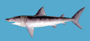 Cetorhinus maximus象鯊