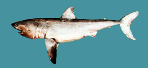 Carcharodon carcharias食人鯊