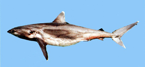 Carcharhinus albimarginatus白邊鰭真鯊