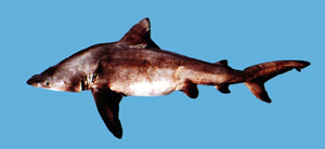 Carcharhinus altimus大鼻真鯊