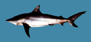 Carcharhinus limbatus黑邊鰭真鯊