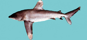 Carcharhinus longimanus長鰭真鯊