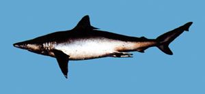Carcharhinus melanopterus汙翅真鯊