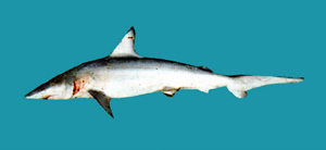 Carcharhinus macloti麥氏真鯊