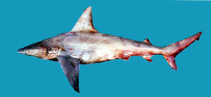 Carcharhinus plumbeus鉛灰真鯊