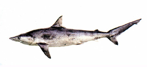 Carcharhinus sorrah沙拉真鯊