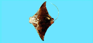 Rhinoptera javanica爪哇牛鼻鱝