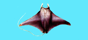 Mobula thurstoni印度蝠鱝