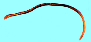 Moringua abbreviata短線蚓鰻
