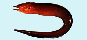 Enchelycore bikiniensis比基尼勾吻鯙