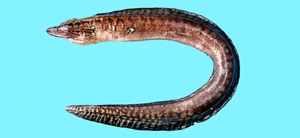 Gymnothorax margaritophorus斑頸裸胸鯙