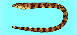 Gymnothorax minor小裸胸鯙