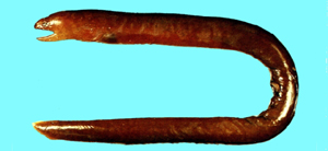Anarchias allardicei褐裸臀鯙