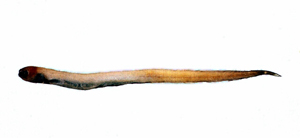 Simenchelys parasitica寄生鰻