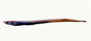 Synaphobranchus affinis合鰓鰻