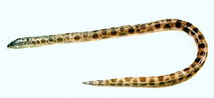 Ophichthus erabo斑紋蛇鰻