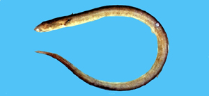 Ophichthus cephalozona項斑蛇鰻