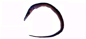 Oxyconger leptognathus狹頜海鰻