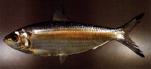 Sardinella hualiensis花蓮小沙丁魚