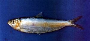 Sardinella sindensis中國小沙丁魚
