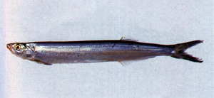 Chirocentrus dorab寶刀魚