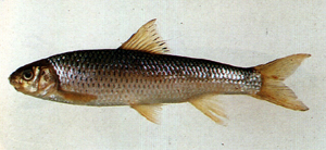 Onychostoma barbatulum臺灣白甲魚