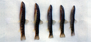 Cobitis sinensis中華鰍