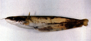 Silurus asotus鯰