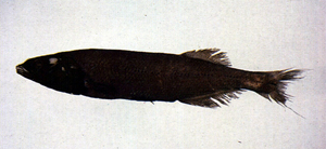 Alepocephalus bicolor雙色黑頭魚