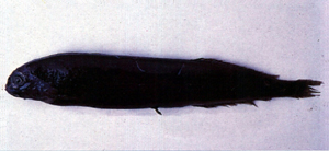 Xenodermichthys nodulosus平額魚