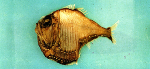 Argyropelecus aculeatus棘銀斧魚