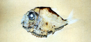 Polyipnus triphanos三燭光魚