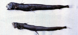 Chauliodus sloani斯氏蝰魚