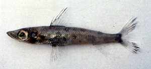 Chlorophthalmus borealis北域青眼魚