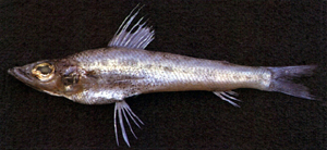 Chlorophthalmus nigromarginatus黑緣青眼魚