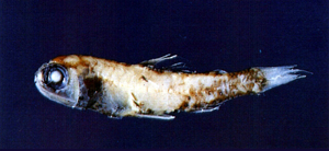 Diaphus aliciae長距眶燈魚