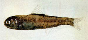 Diaphus signatus叉尾眶燈魚