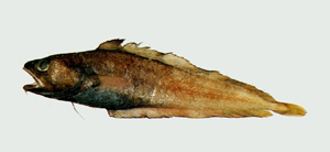 Physiculus japonicus日本小褐鱈