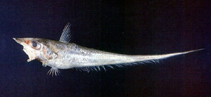 Coelorinchus anatirostris鴨嘴腔吻鱈