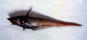 Coelorinchus kishinouyei岸上氏腔吻鱈