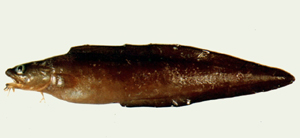 Brotula multibarbata多鬚鼬魚