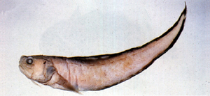 Hoplobrotula armata棘鼬魚