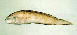 Sirembo imberbis仙鼬魚