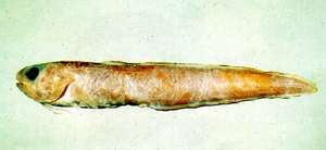Ophidion muraenolepis黑邊鼬魚