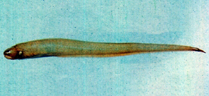 Encheliophis boraborensis博拉隱魚