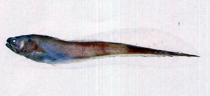 Pyramodon ventralis纖尾錐齒隱魚