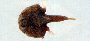Halicmetus reticulatus網紋牙棘茄魚