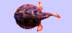 Halieutaea stellata棘茄魚