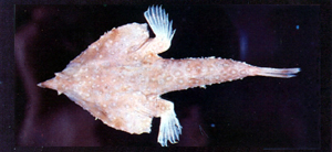 Malthopsis kobayashii 密刺海蝠魚