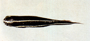 Discotrema crinophilum盤孔喉盤魚
